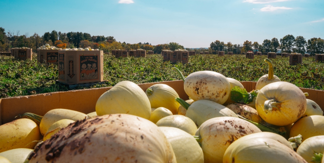 a crate of butternut squash 